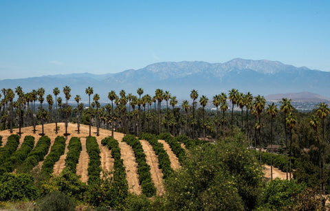 California vineyard with mountains in the background