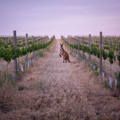 Kangaroo standing in Australian vineyard