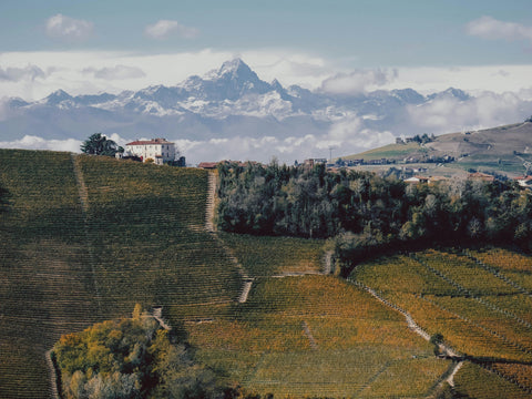 High-angle shot of vineyard in Chile with mountains in background